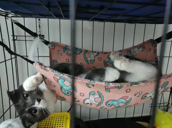 折耳猫好像是发病了,后腿有点瘸,就喜欢这样呆着