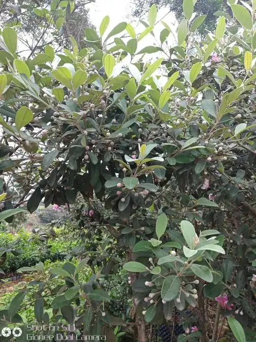 桃金娘(桃金娘油)