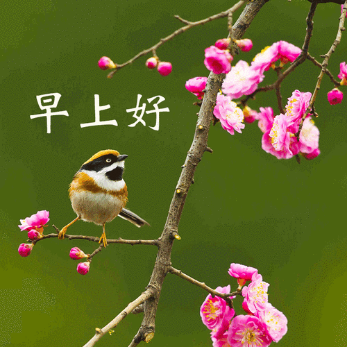 爱是一种坚持,总有一个理由,让你坚守,让时间美丽,早安!