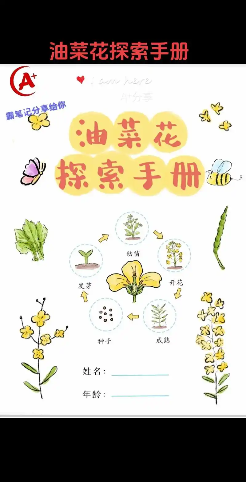 油菜花探索手册 #油菜花儿童画 #油菜花 #油菜花简笔画