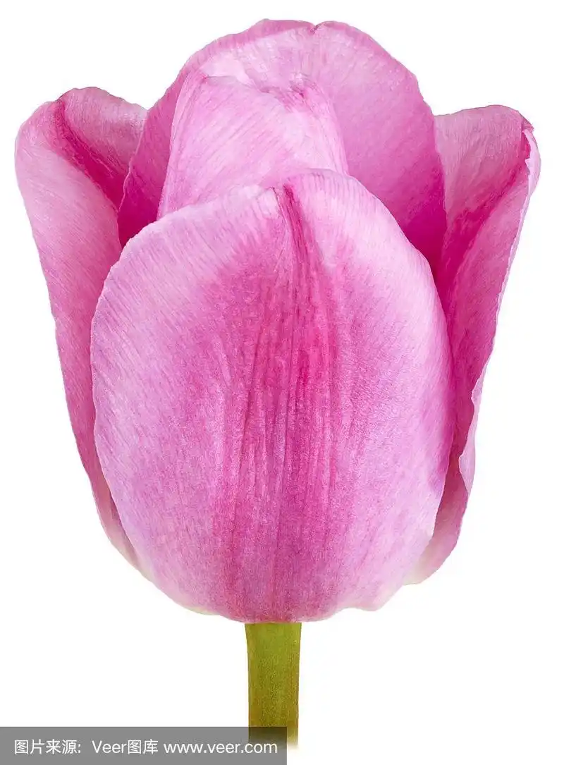 单独的单瓣粉红色郁金香
