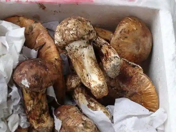 新鲜的松茸怎么处理?