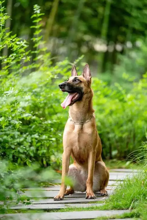 马犬,史宾格的高清美图