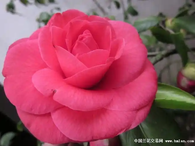 布鲁克氏玫瑰与赛牡丹---------山茶特辑之七-茶花篇-中国兰花交易网