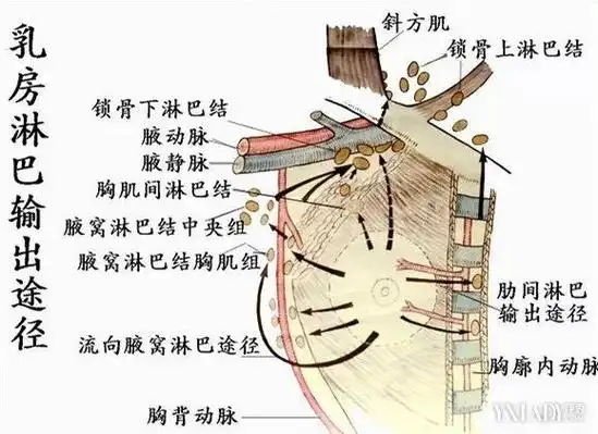 腋窝淋巴结长大了!怎么办!