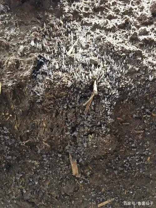 仙子教你快速辨别,羊肚菌生长5阶段,阳春三月,快来学习!