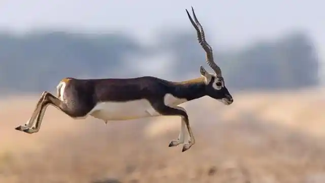 盘点陆地上10大速度最快的动物老虎居然跑不过狮子贼尴尬