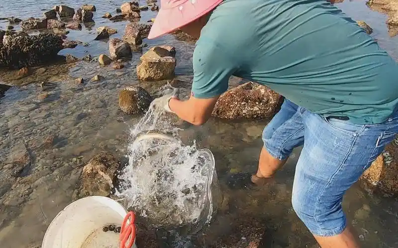 玉平赶海抓蟹发现意外收获,发现值钱货卡在石缝中,一招致命抓走