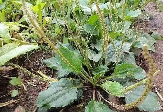 农村这种常见的野草有凉血止血解毒消肿清热利湿的功效