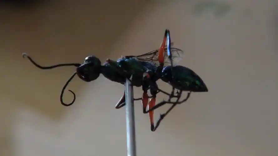 求这种虫子的学名,最好还有拉丁名