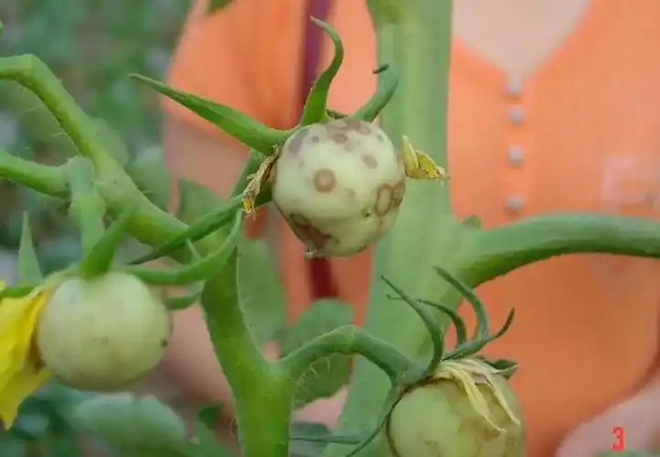 西红柿病毒病全解