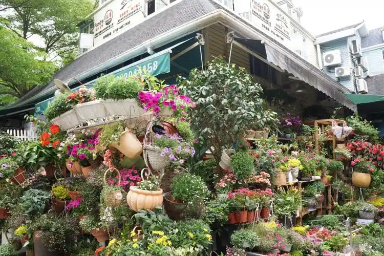 深圳荷兰花卉小镇