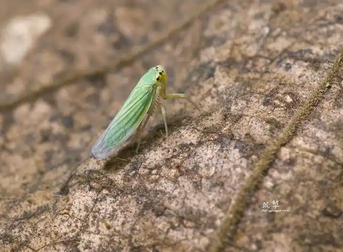 叶蝉 一种仅有5毫米左右的小虫