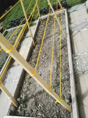 刚搭的豆角架子.