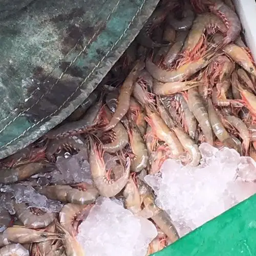 舟山海鲜野生壳活皮皮虾大虾鲜活新鲜硬壳当天活虾