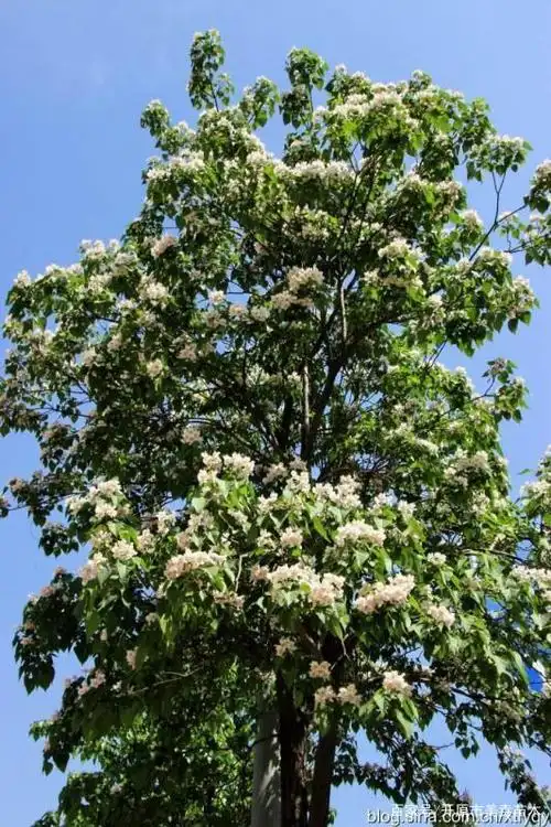 北方地区哪些树适合当行道树?