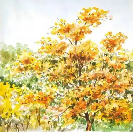 水彩技法解析干画法满满的干货收藏