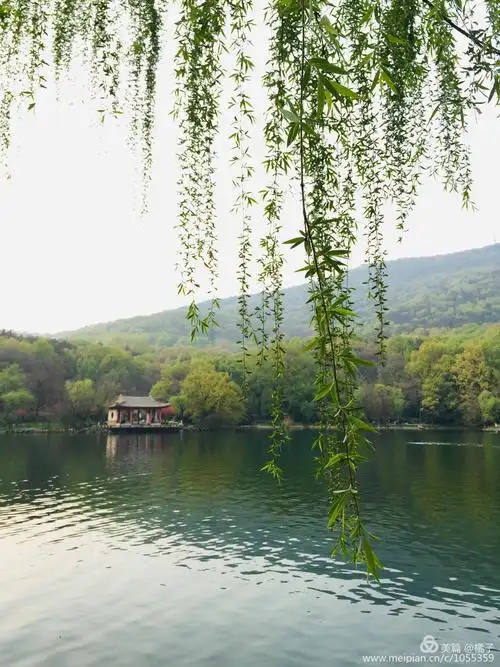 垂柳是树里最妩媚的,尤其是湖边的,风情万种.