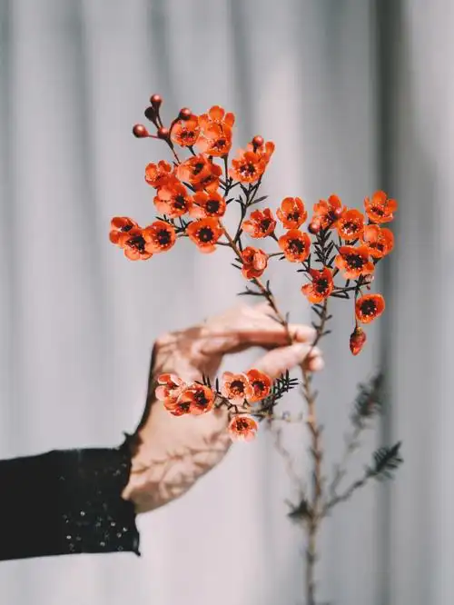澳洲腊梅超长花期鲜切花中的战斗机