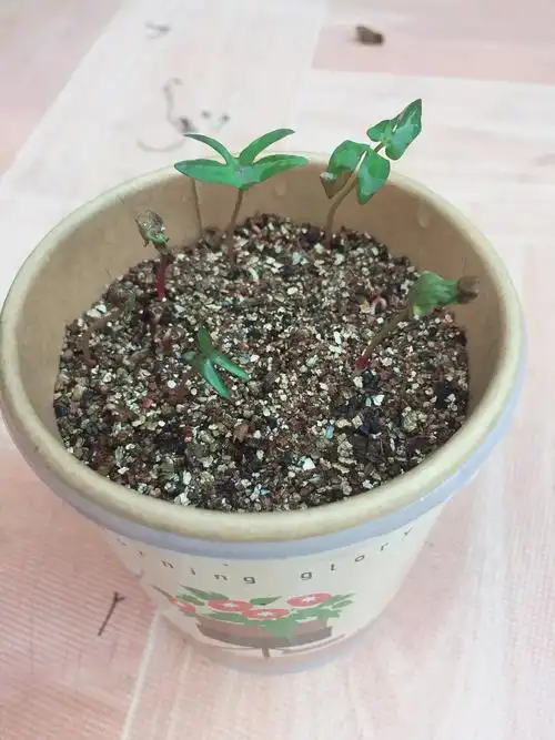 8月15日,今天我到后院看牵牛花,已经发芽了好几颗,有的种子壳还没有