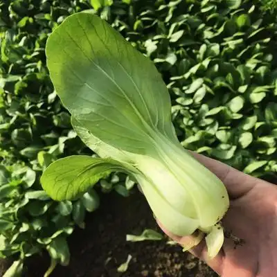 大油菜 鲜嫩油白菜新鲜蔬菜香菇油菜密云老农家种植现摘450克