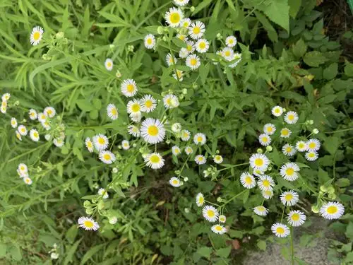 处处可见,灿若小太阳欣欣然的一年蓬,俗称野蒿