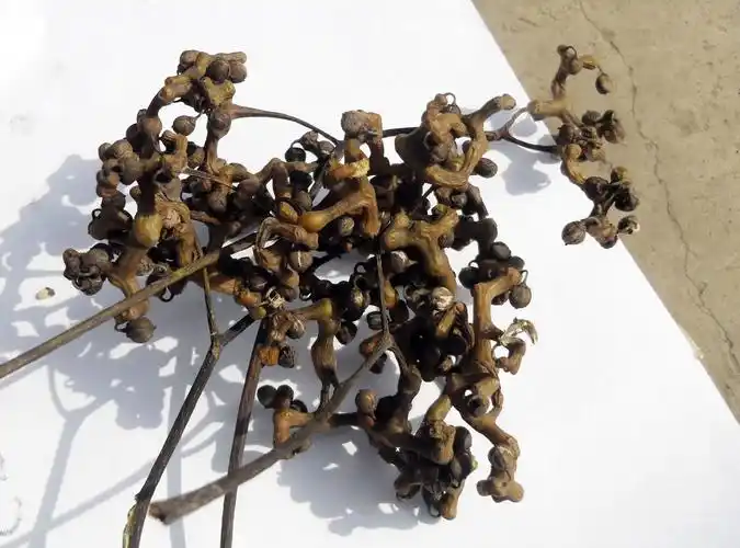 可以吃,甜的,树可以长好大,没熟透有一点涩,我们这里土话叫"拐子"