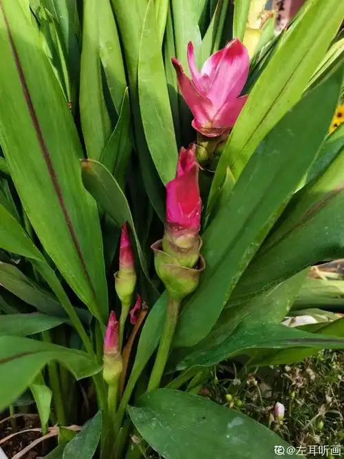 生姜埋门口,竟然开花了,花期还超长!