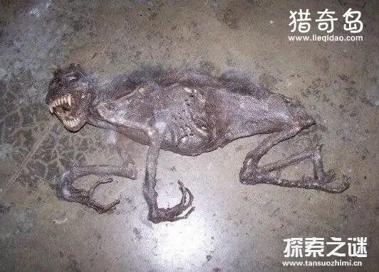 澳洲水兽本耶普,狗头马尾的诡异吃人水怪