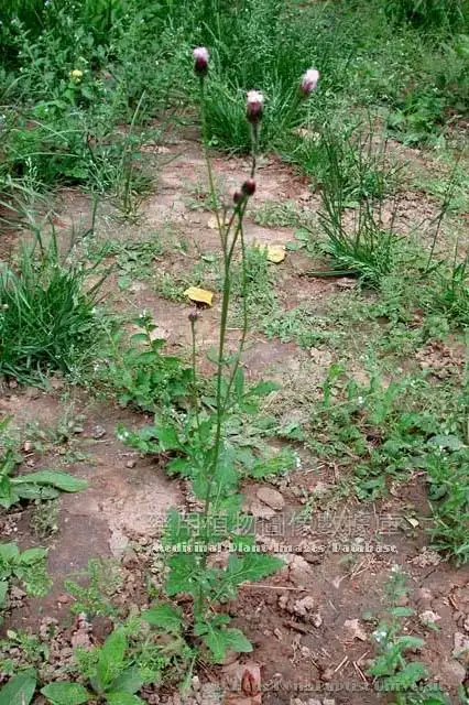 自然铜-骨折-草药植物大辞典-中医宝典-中医草药手册-养生健康