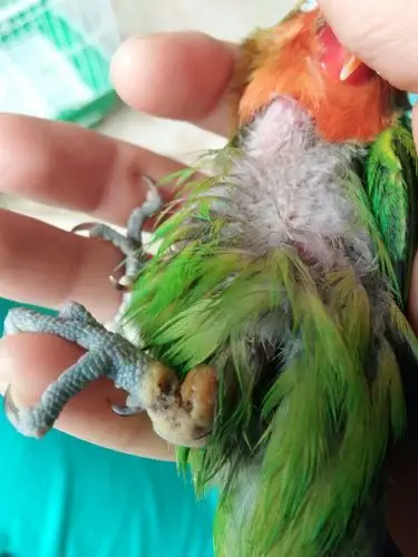 鹦鹉(牡丹)重病不明症状,这样该如何治疗?