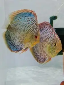 七彩神仙鱼鱼苗 红蛇纹蓝蛇纹细蛇 2公分发货