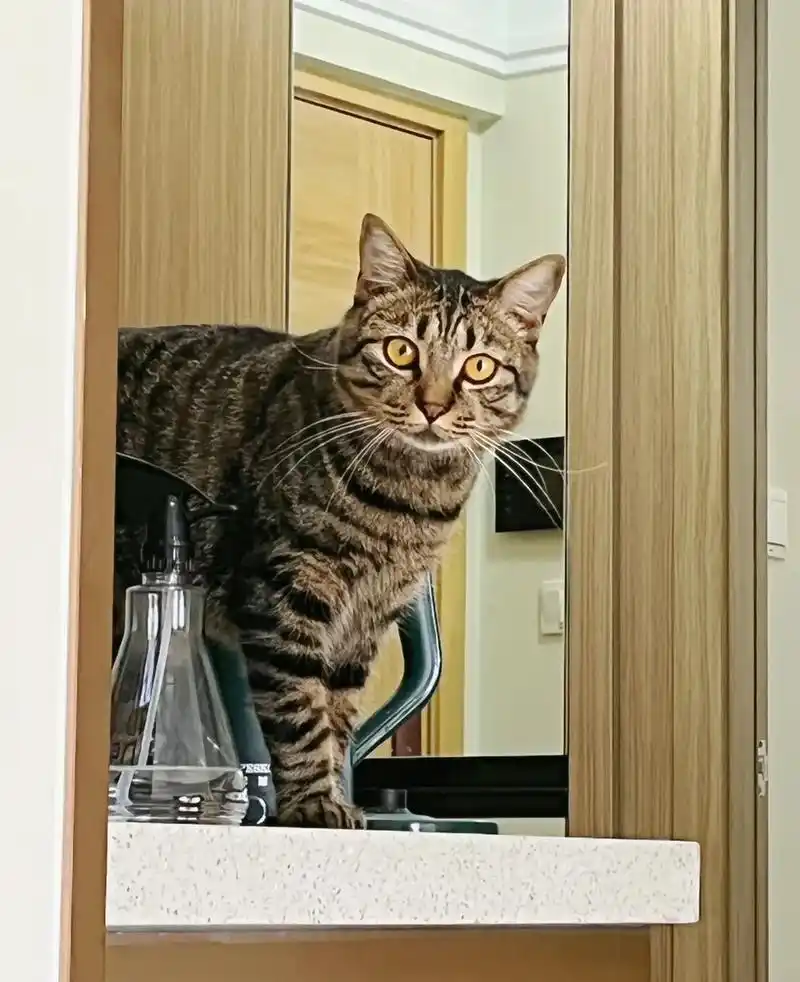 狸花猫 #暗中观察 #记录猫咪日常 今日份是肥是帅哥好吗! - 抖音