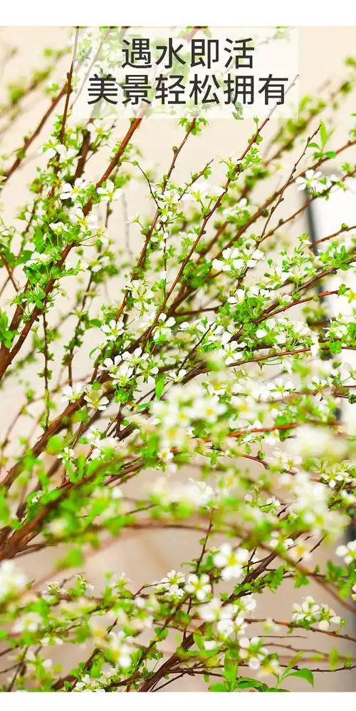 雪柳鲜枝水养干支龙柳枯木逢春干枝遇水开花云南鲜切