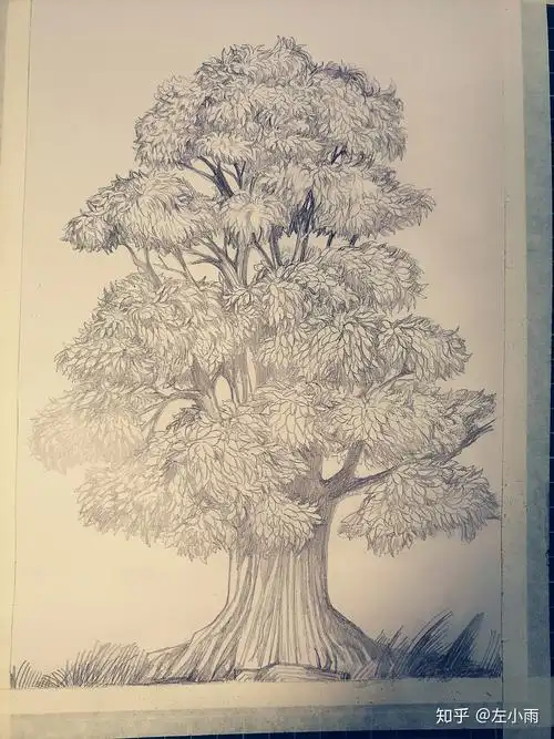 大树的画法过程图77画法说明