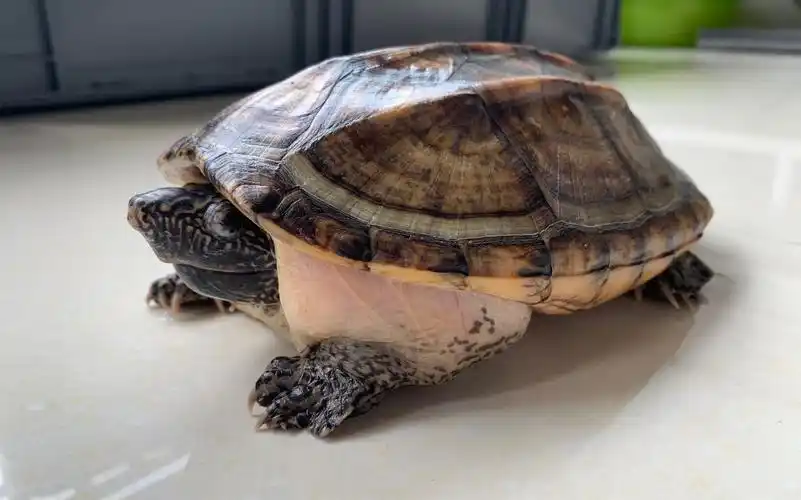 墨西哥蛋龟迷彩坦克