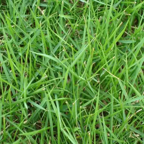 批发进口草坪种子狗牙根草子百慕大天堂草耐践踏低矮耐湿耐旱工程绿化