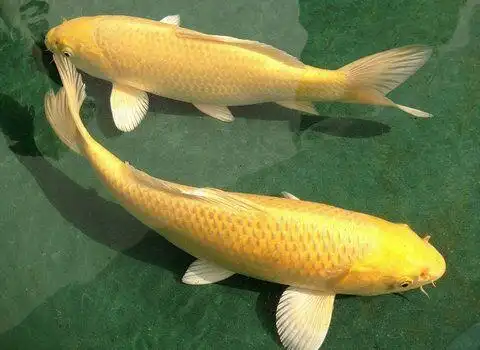 高档观赏鱼锦鲤鱼～水中活宝石,会游泳的艺术品