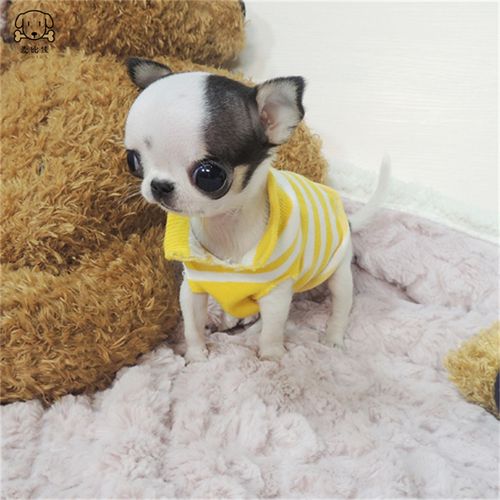 麦比佳 吉娃娃狗狗活体 纯种双血统小体吉娃娃狗狗宠物狗吉娃娃苹果头