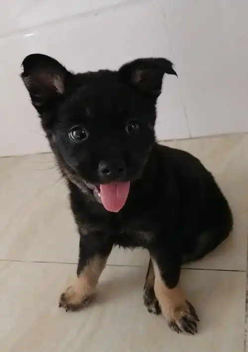 寻狗启事园洲67走失没有尾巴的小土狗酬金600元