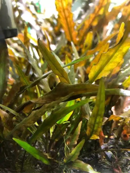 求问两种椒草名字 - 水草种植 - cta南美水族 - powered by discuz!