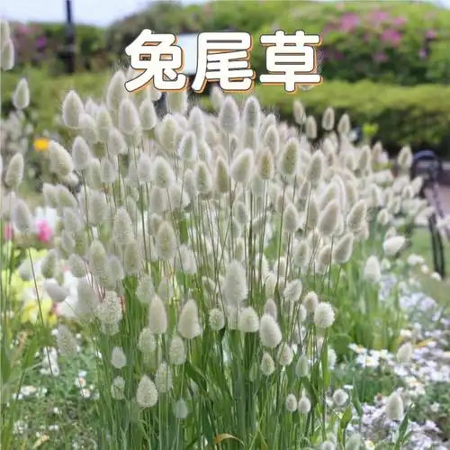 花境植物第69弹兔尾草
