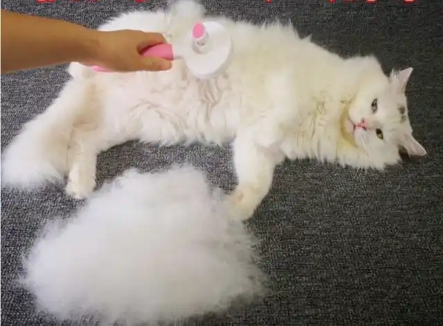 为什么"春夏交替"时,猫咪掉毛最严重?