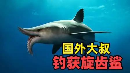 嘴巴里面长着电锯的史前鲨鱼,被人们称为旋齿鲨!