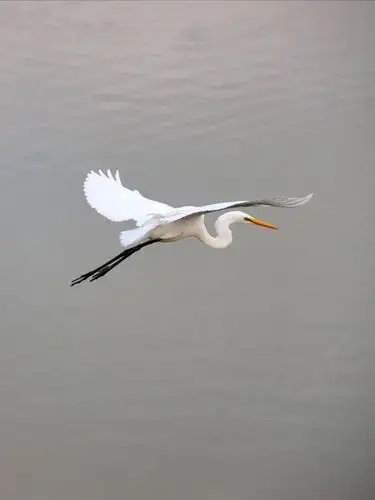 白鹭振翅捉鱼飞 - 美篇