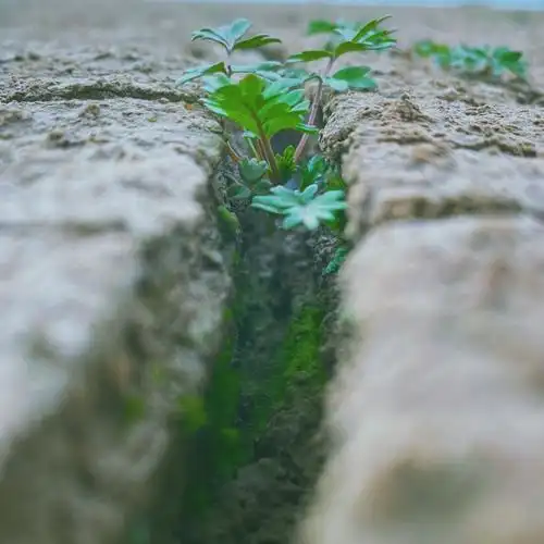 夹缝中生存的生命