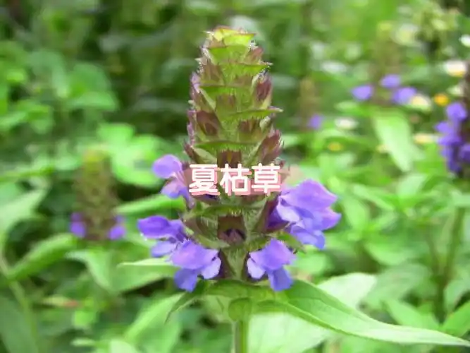 一,夏枯草王老吉的主要原料夏枯草具有清热泻火,清肝火的功效.