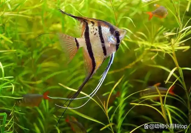 这种鱼的品种是淡水水族馆中最受欢迎的选择.