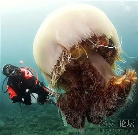 大得吓人的巨型水母(图)