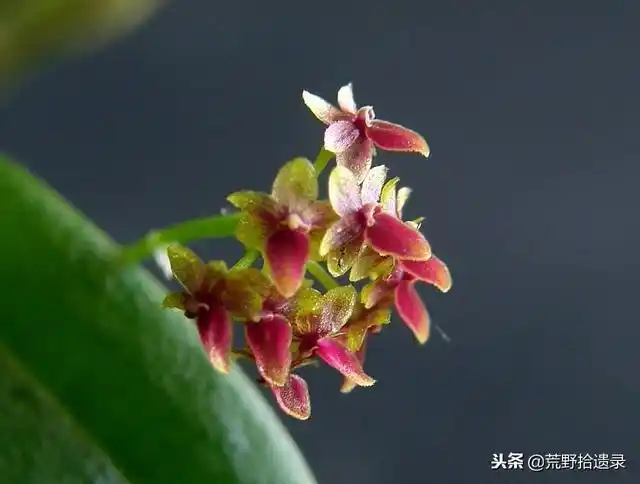 世界上最小的兰花仅铅笔芯大,别瞧不起花!我也是高等植物
